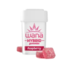 Buy Organic Hybrid Raspberry Gummies